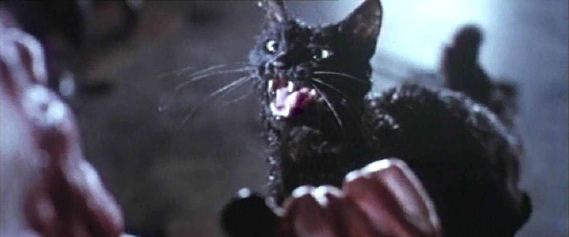 Gatto Nero - A fekete macska (1981)