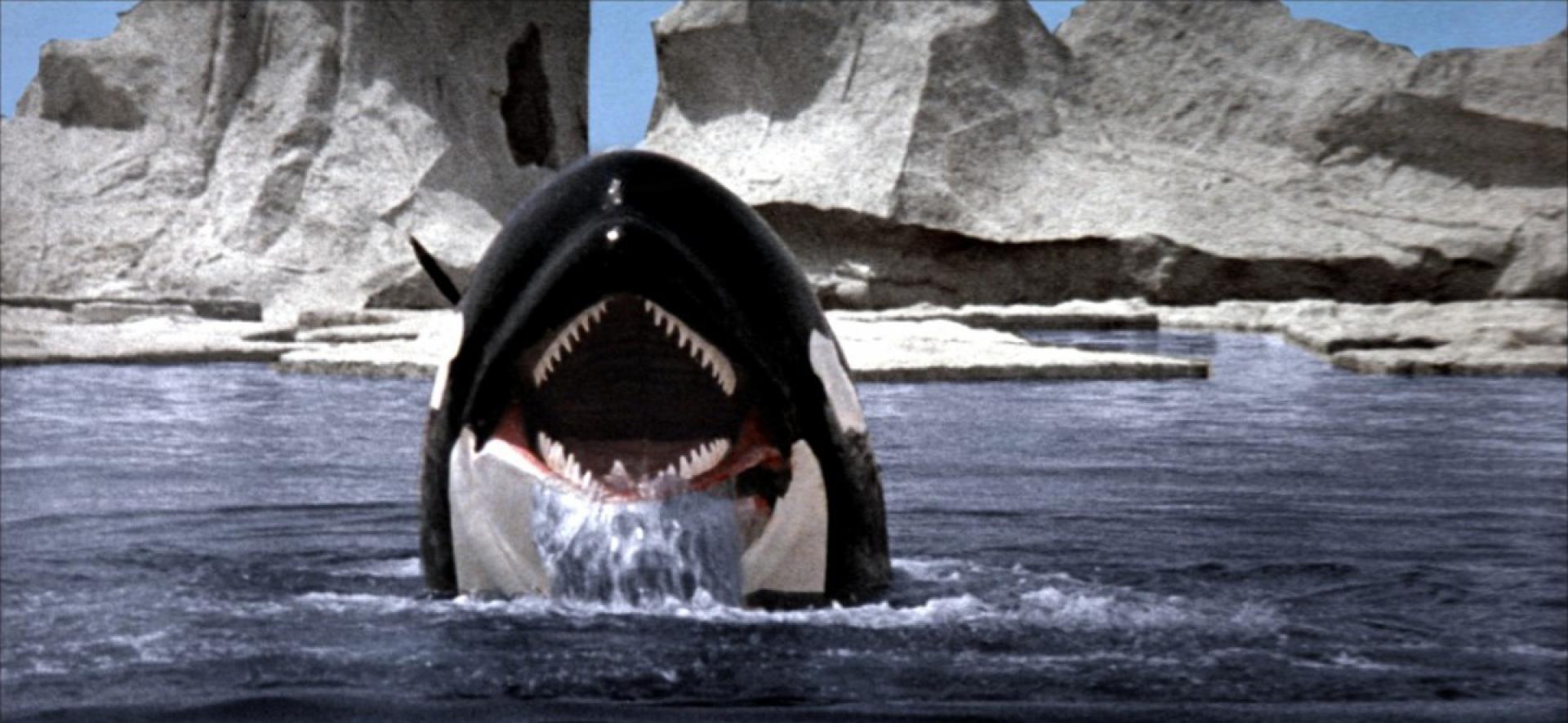 Orca - A gyilkos bálna (1977)